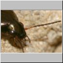 Amara cf aenea - Laufkaefer 01b 10mm Lehmkuhle.jpg